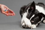 Sindromul Cushing la câini: simptome și tratament