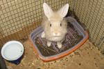 Причини та лікування проносу у кроликів