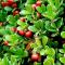 Bearberry - σωτηρία για άρρωστα νεφρά Σύντομα χαρακτηριστικά του φυτού