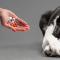 Σύνδρομο Cushing σε σκύλους: συμπτώματα και θεραπεία
